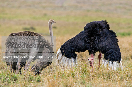 Africa, Kenya, Narok County, Masai Mara National Reserve. Ostriches in a mating dance.