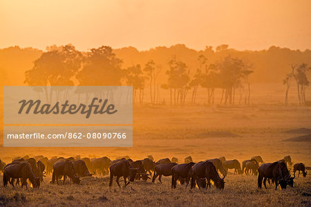 Africa, Kenya, Narok County, Masai Mara National Reserve. A herd of Wildebeest grazing in the early morning light Africa, Kenya, Narok County, Masai Mara National Reserve. A herd of Wildebeest grazing in the early morning light