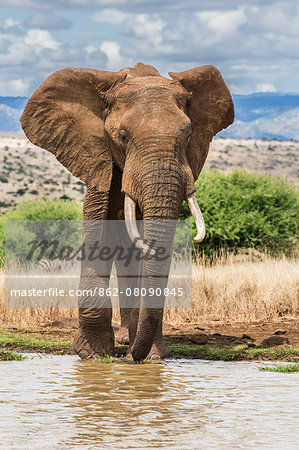 Kenya, Meru County, Lewa Conservancy. A bull elephant at a waterhole.