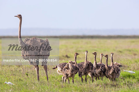 Kenya, Kajiado County, Amboseli National Park. A female Maasai Ostrich and chicks. Kenya, Kajiado County, Amboseli National Park. A female Maasai Ostrich and chicks.