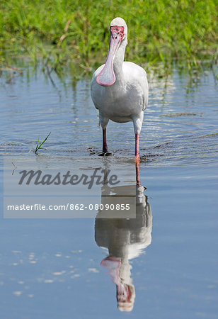 Kenya, Kajiado County, Amboseli National Park. An African Spoonbill.