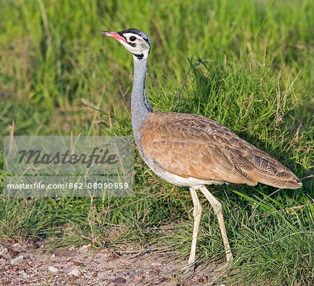 Kenya, Kajiado County, Amboseli National Park. A White-bellied Bustard.