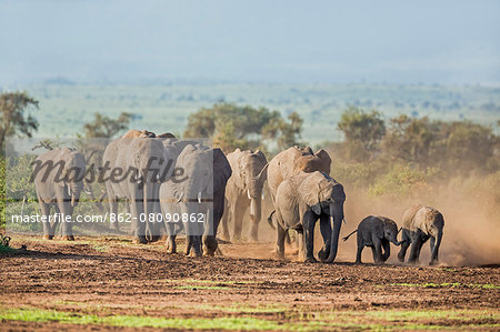 Kenya, Kajiado County, Amboseli National Park. A herd of African elephants on the move.