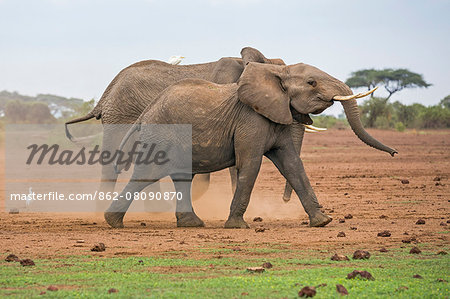 Kenya, Kajiado County, Amboseli National Park. Two African elephants on the move.