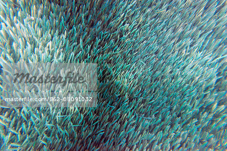 South East Asia, Philippines, The Visayas, Cebu, Moalboal, Panagsama Beach, shoal of sardines