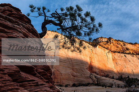 U.S.A., Utah, Zion National Park