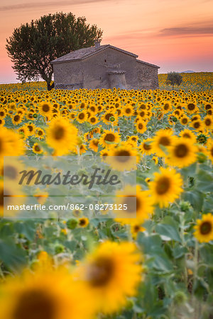 Provence, Valensole Plateau, France, Europe. Lonely farmhouse in a field full of sunflowers, lonely tree, sunset. Provence, Valensole Plateau, France, Europe. Lonely farmhouse in a field full of sunflowers, lonely tree, sunset.