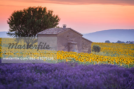 Provence, Valensole Plateau, France, Europe. Lonely farmhouse in a field full of sunflowers and lavander, sunset. Provence, Valensole Plateau, France, Europe. Lonely farmhouse in a field full of sunflowers and lavander, sunset.