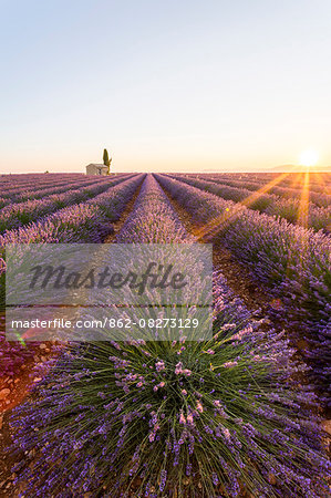 Provence, Valensole Plateau, France, Europe. Lonely farmhouse and cypress tree in a Lavender field in bloom, sunrise with sunburst.