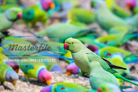 What are the similarities between the Alexandrine Parakeet and the Rose-Ringed  Parakeet? | SIMILAR BUT DIFFERENT IN THE ANIMAL KINGDOM