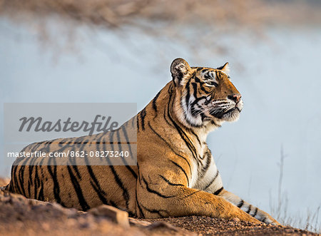 India, Rajasthan, Ranthambhore.  A female Bengal tiger stares intently after calling her cubs.