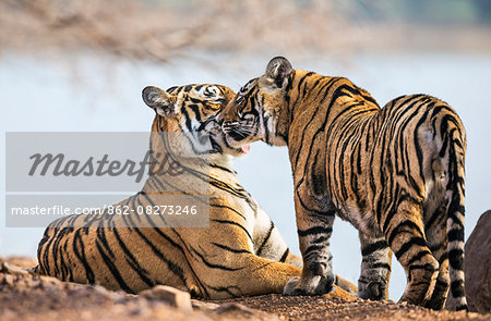 India, Rajasthan, Ranthambhore.  A female Bengal tiger is greeted by one of her one year old male cubs.