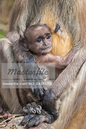 India, Rajasthan, Ranthambhore.  A Gray langur mother and infant.