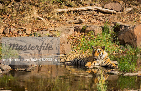 India, Rajasthan, Ranthambore. Royal Bengal tiger keeping cool in water.