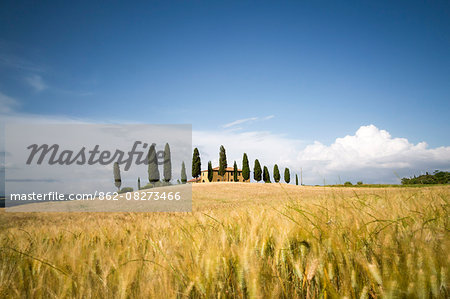 Val d'Orcia, Tuscany, Italy. A lonely farmhouse with cypress trees standing in line in foreground. Yellow meadow in summer