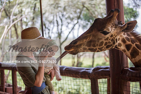 Kenya, Nairobi. A mother and her baby feed a Rothschild's Giraffe.