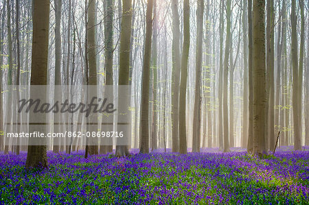 Belgium, Vlaanderen (Flanders), Halle. Bluebell flowers (Hyacinthoides non-scripta) carpet hardwood beech forest in early spring in the Hallerbos forest.
