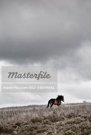 England, Devon, Exmoor National Park. Exmoor pony under dramatic sky.
