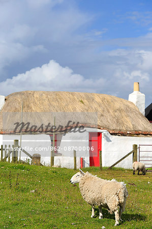 Scotland, Argyll and Bute, Isle of Tiree. Sheep grazing by a traditional hebridean cottage in Scarinish.