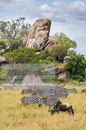 Tanzania, Northern Tanzania, Serengeti National Park. Common zebras and a white-bearded gnu graze the lush grasslands beneath a rock outcrop, or inselberg, in the vast Serengeti.