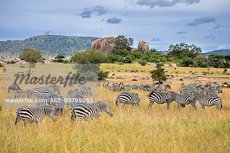 Tanzania, Northern Tanzania, Serengeti National Park. During their annual migration, large herds of wildebeest and zebra graze the vast plains of the Serengeti.