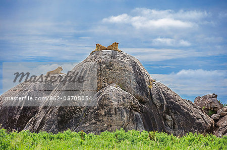 Tanzania, Northern Tanzania, Serengeti National Park. Lions keep watch for their prey on the top of large boulders in the Serengeti. Tanzania, Northern Tanzania, Serengeti National Park. Lions keep watch for their prey on the top of large boulders in the Serengeti.