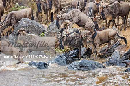 Kenya, Masai Mara, Narok County. White-bearded Gnus, or wildebeest, leap into the Mara River during their annual migration.