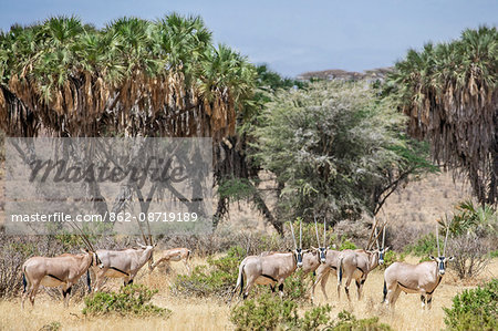 Kenya, Samburu County, Samburu National Reserve. A herd of Oryx beisa.