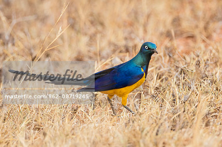 Kenya, Taita-Taveta County, Tsavo East National Park. A Golden-breasted Starling, which is one of the most stunningly beautiful starlings.