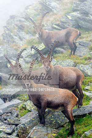Europe, Switzerland, Bernese Oberland, Interlaken, Unesco area, Alpine ibex (Capra ibex) or Steinbock