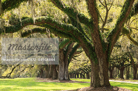 Live Oaks planted in 1743, Boone Hall Plantation and Gardens near Charleston, Mt Pleasant, South Carolina, USA.