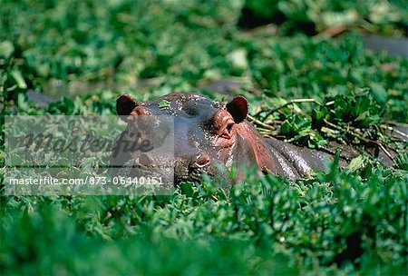 Hippopotamus Peeping Out of Water Foliage Hippopotamus Peeping Out of Water Foliage