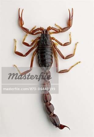 Close-Up of Scorpion