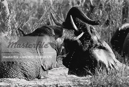 Elephants Fighting in River