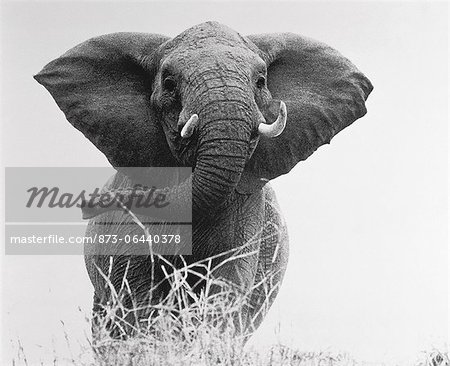 Portrait of Elephant