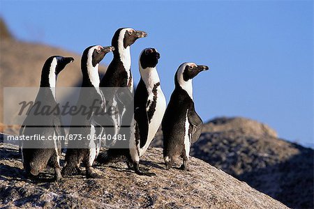 Jackass Penguins Standing on Rock Dussen Island, Cape Alguhas Western Cape, South Africa