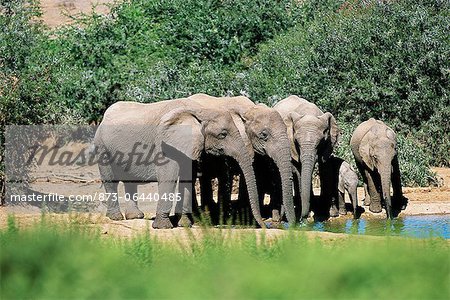 African Elephants at Waterhole Addo Elephant National Park Eastern Cape, South Africa African Elephants at Waterhole Addo Elephant National Park Eastern Cape, South Africa
