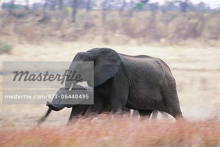 Elephants Africa