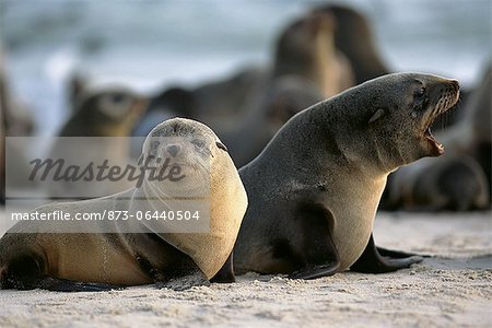 Seals on Beach Namibia, Africa Seals on Beach Namibia, Africa