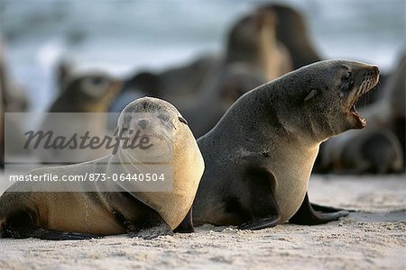 Seals on Beach Namibia, Africa