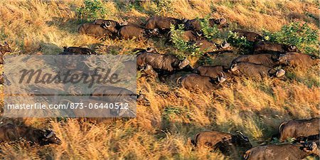 Aerial View of Buffalo Herd Kruger National Park Mpumalanga, South Africa