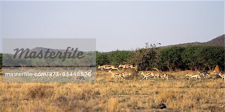 Herd of Springbok Jumping in Field Erindi, Namibia Africa