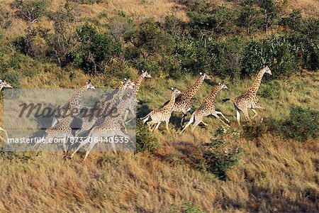 Aerial View of Giraffe Herd Running Kruger National Park Mpumalanga, South Africa