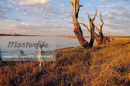 Bushbuck by Chobe River