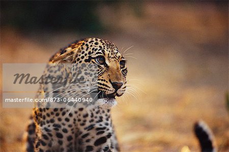 Leopard With Threatened Expression
