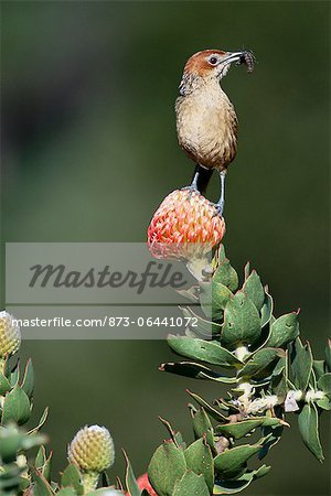 Grassbird Sitting on Pincushion Protea