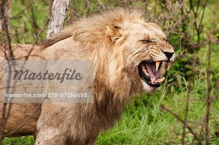 Male lion, Madikwe Game Reserve, North West Province, South Africa