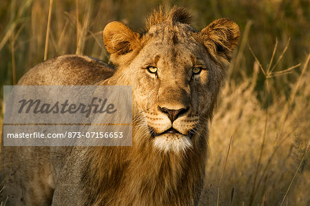 Male lion, Madikwe Game Reserve, North West Province, South Africa