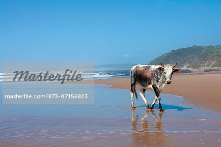 Nguni cow on the beach