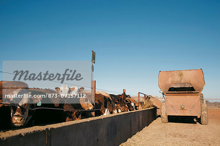 Agriculture, Commercial Cattle Farm